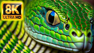 8K HDR 60FPS Dolby Vision - Ultimate Wild Animals Collection 8K ULTRA HD (60FPS HDR10+)