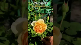 Роза Голден селебрейшен в моем саду 26.07.2021 (Golden Celebration Rose). Austin, UK, 1992, #Shorts,