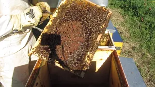 Travaso di un nucleo Apicoltura