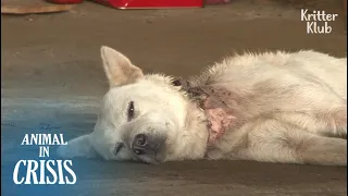Dog Choked On A Wire Snare Never Gives Up Her Life For Her Unborn Puppies | Animal in Crisis EP179