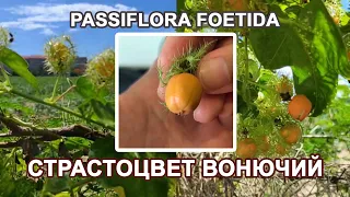 Страстоцвет вонючий (Passiflora foetida)