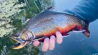 Fall FLY FISHING in the mountains of Utah. Part 1.