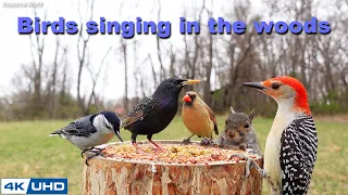 4 HOURS of Birds Singing in the Woods, 4K Cat TV, Bird Video, Relaxing Sound, Awesome World 024