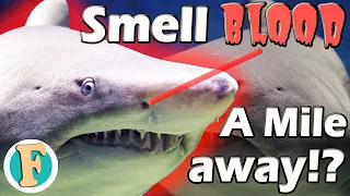 Can a Shark smell blood from a mile away? I Truth or an exaggeration