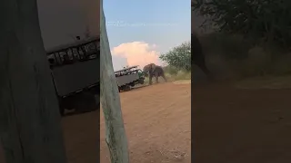 Elephant lifts safari truck in South Africa