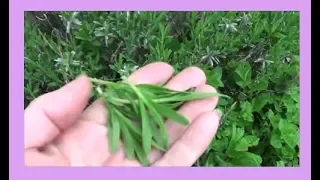 Lavender Leaves : Harvesting, Preserving, and Uses