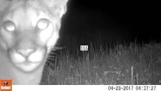 Mountain lion (Puma concolor) close up