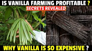 Vanilla Farming / Vanilla Cultivation | Why Vanilla Is So Expensive?