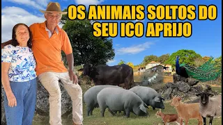 UM LINDO SITIO COM MAIS DE 30 PORCOS SOLTOS E VARIOS ANIMAIS