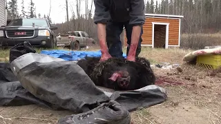 Skinning Bear with Hannah and Patricia in Beautiful Takla Nation