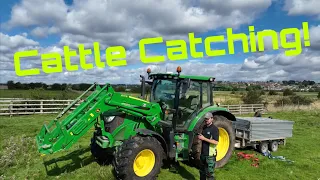 Cattle in From Grass! John Deere! Worming and Fluking! UK Farming!