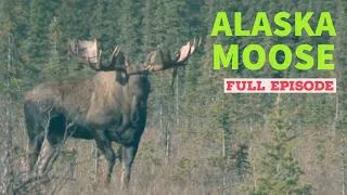 Alaska Moose