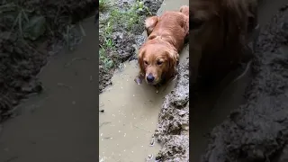 Golden Retrievers are having the time of their lives playing in a mud puddles!