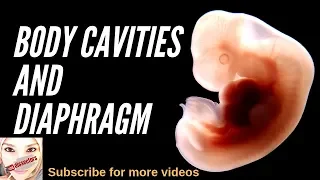 Special embryology - Body cavities and diaphragm