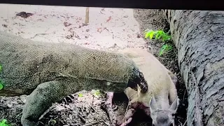 Komodo Dragon Eats Pregnant Deer Baby 😲 Must See!!!