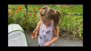 Raising Monarchs - From Caterpillar to Butterfly - Monarch Butterflies of Central Pennsylvania PA