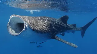 Whale shark - largest living species of fish