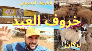 أثمنة الأكباش مرتفعة جدا😱حولي العيد في بركان 🐑 دخول الخروف الإسباني الأسواق المغربية و هذا هو الثمن