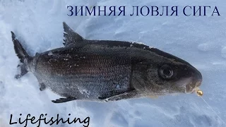 Зимняя ловля сига. Lifefishing