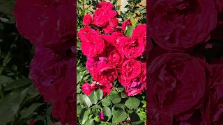 Rose Florentina (Kordes) / Роза Флорентина