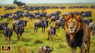 4K African Wildlife: Queen Elizabeth National Park,Uganda - Beauty of wild animals in Africa #8