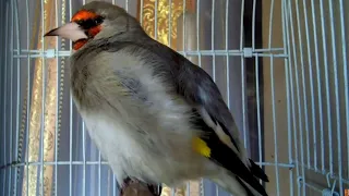 (Carduelis caniceps) Goldfinch song Best for training 2 hour