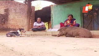 OTV Special Report On Pet Wild Boar Of Keonjhar - Part 3