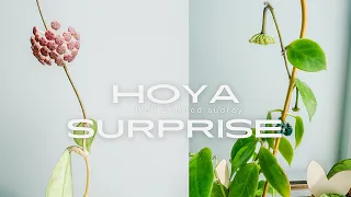 Hoya Surprise/Hoya Care/Hoya Vlog