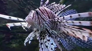 Aquarium 3 3D VR 180 4K