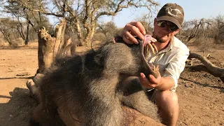 BOWHUNTING DANGEROUS BABOONS!!