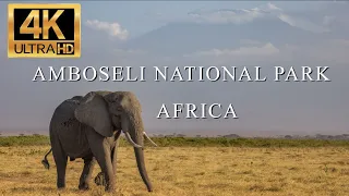 African Wildlife - Animals of Amboseli National Park in Kenya - Set to Relaxing Music - 4k