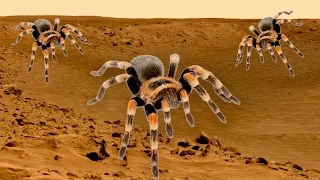 Giant Spiders Discovered On Mars