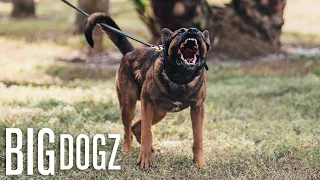 Meet The Elite Special Ops Protection Dogs | BIG DOGZ