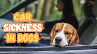 How to Prevent Your Dog From Getting Carsick