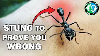 You're WRONG About the Bullet Ant - The Worst Sting Debunked (ft. @JacksWorldofWildlife)