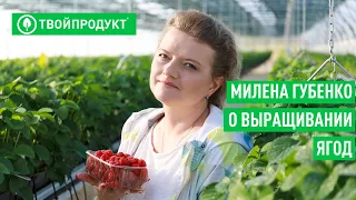 Как устроена ягодная плантация