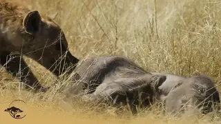Hyena Clan Target Sick Elephant Calf