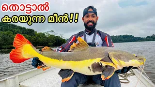 EP #07 Red tail From Amazon River | ചൂണ്ടയിൽ കിട്ടിയത് ലക്ഷങ്ങൾ വില ഉള്ള മീൻ!!