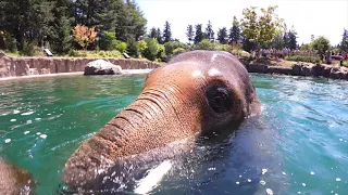 Asian Elephant Samudra Dives And Plays Underwater