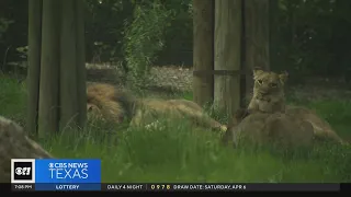 North Texas zoos observe animals during eclipse