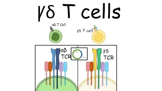 Gamma delta T cell