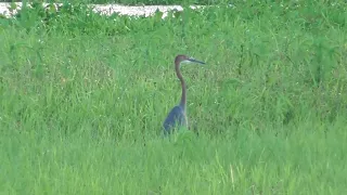 Goliath Heron in marsh.