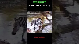 LUCKY! Zebra Escaped Death From Crocodile #shorts