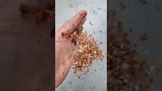 Some weird sawdust makes for a gorgeous snare drum shell