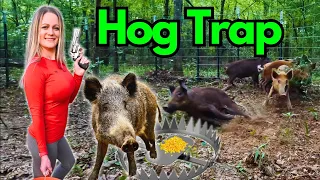 WILD HOG TRAPPING! Catch Your Own WILD PIGS NOW!