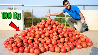 How Much Juice in 100 Kg Pomegranates? 100 Kg अनार में कितना जूस (रस) निकलेगा?