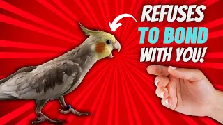5 TIPS ON WHAT TO DO IF YOUR BIRD REFUSES TO BOND WITH YOU