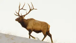 Mike's First Bull Elk- Western Hunting History