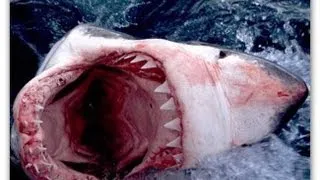 Большая белая акула чуть не съела человека