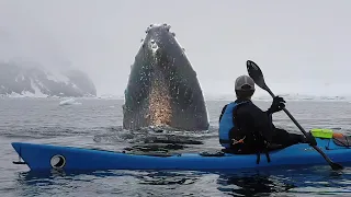 Antarctic Peninsula 2019 - Kayaking with Whales